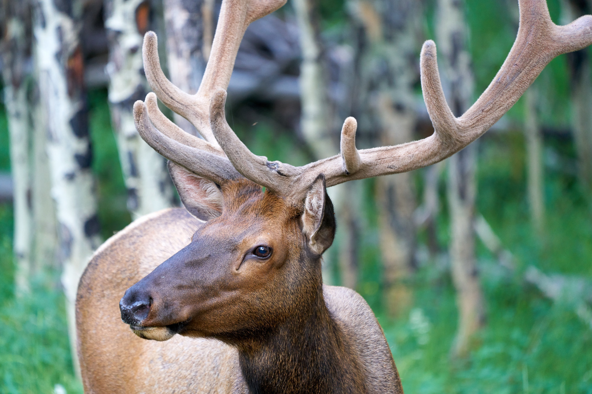 Elk